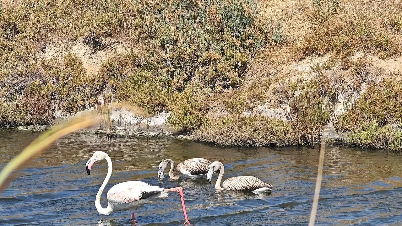 Vogelparadies İzmir (Gediz-Delta)