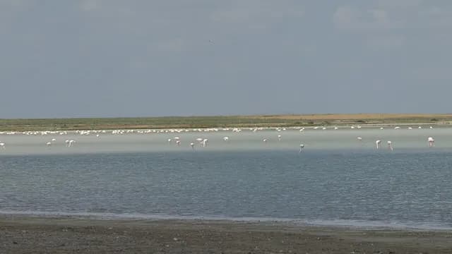 Seyfe Lake Bird Paradise